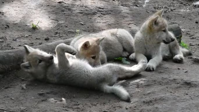 哈德逊湾狼 (Canis lupus hudsonicus) 三只白狼幼崽在den附近休息，原产于加