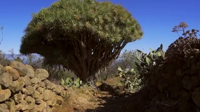 拉斯特里西亚斯小路上的一棵巨大的龙树。加那利群岛拉帕尔玛岛北部的加拉菲亚镇