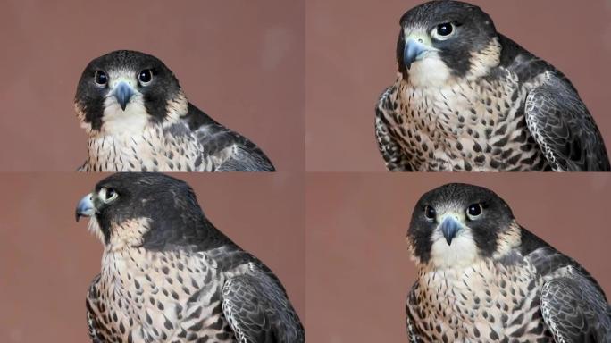 游隼 (Falco peregrinus) 非常近距离地环顾四周。猎鹰或保留猎鹰并在中东比赛。
