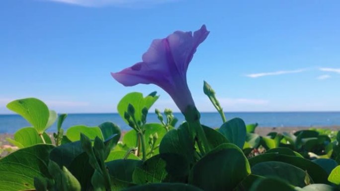 热带海滩上被风吹动的洋菜或洋菜的自然运动盛开的紫色花朵匍匐藤植物