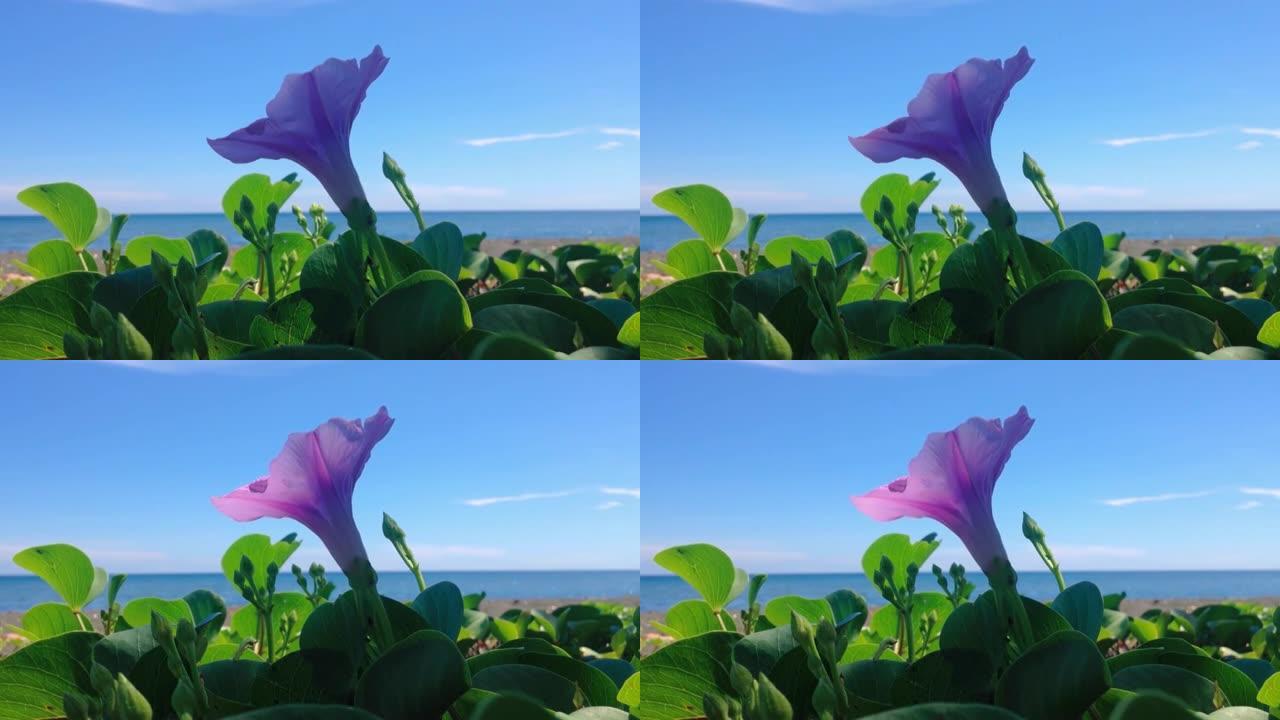 热带海滩上被风吹动的洋菜或洋菜的自然运动盛开的紫色花朵匍匐藤植物