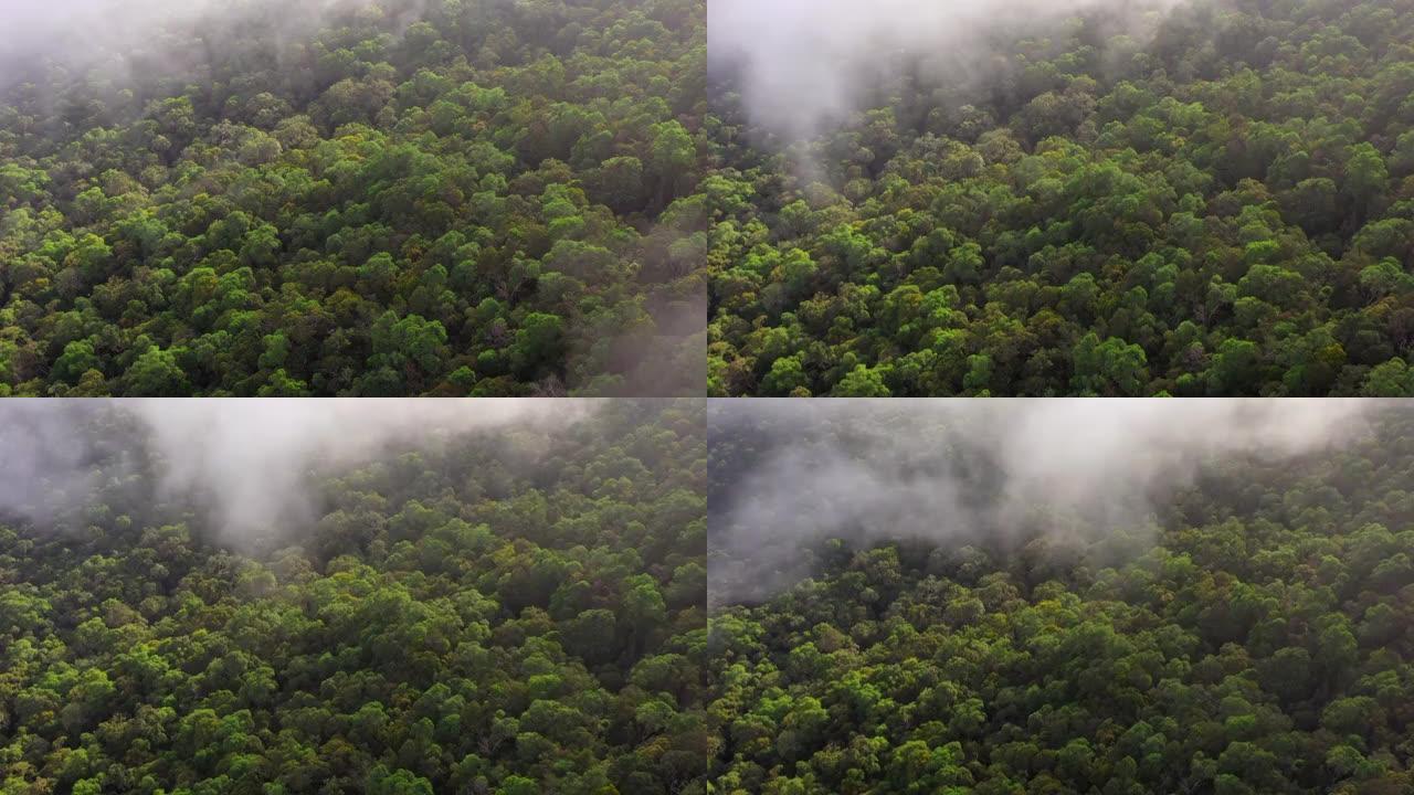 婆罗洲热带雨林或婆罗洲丛林