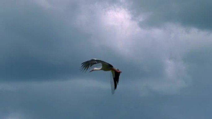 欧洲白鹳在云中飞翔。