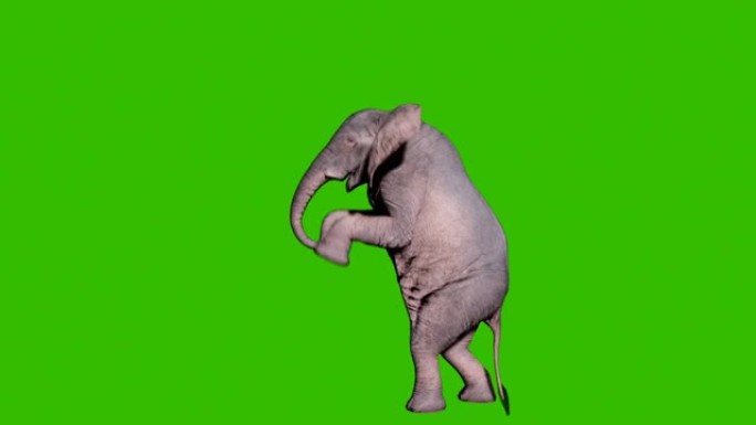 大型非洲象在绿屏前攻击敌人。动物动画，自然和教育背景。