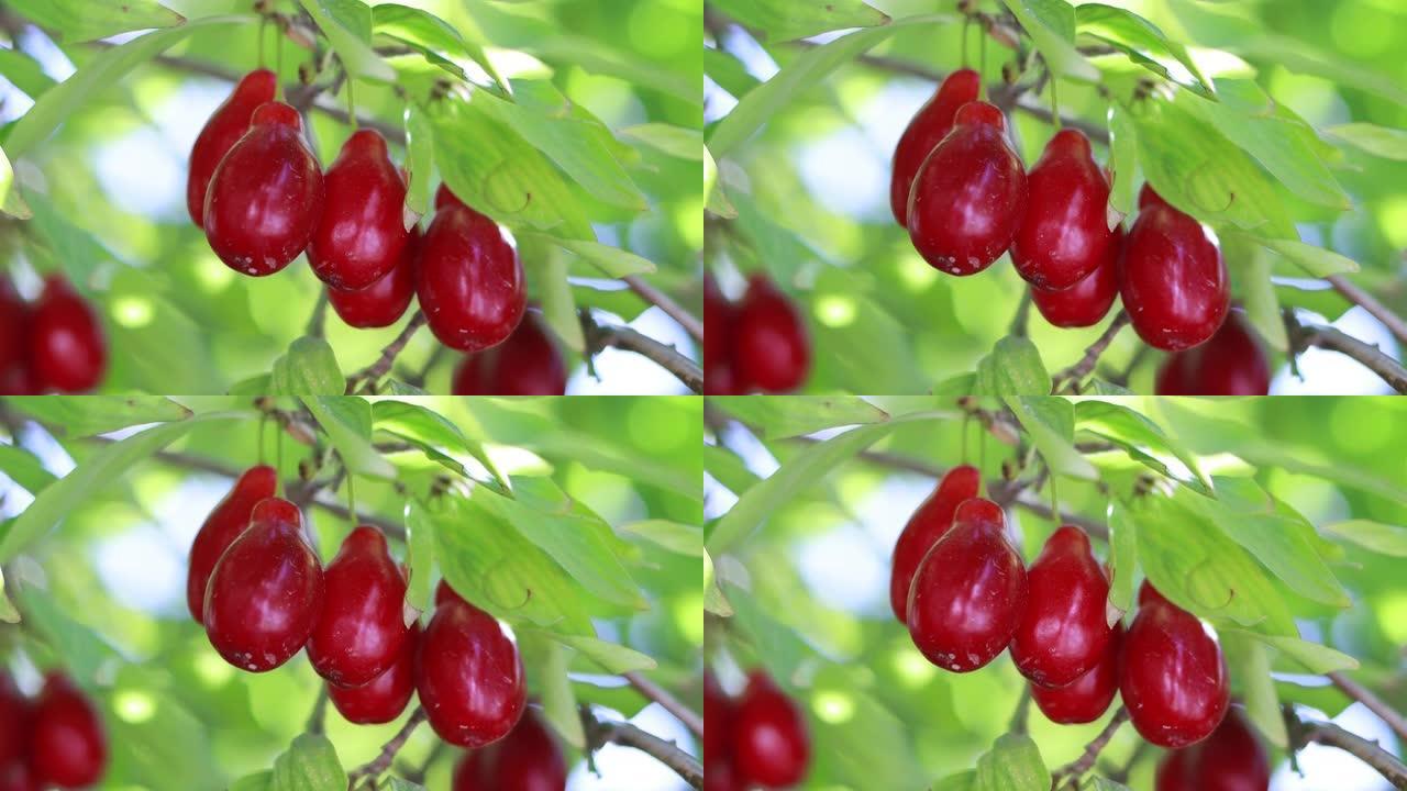 克孜尔植物的红色果实