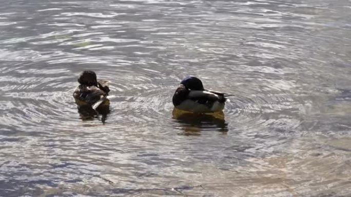 两只鸭子在河里刷羽毛