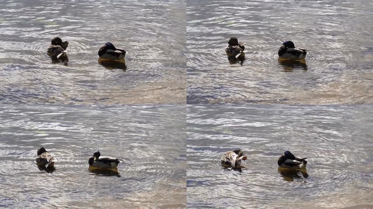 两只鸭子在河里刷羽毛