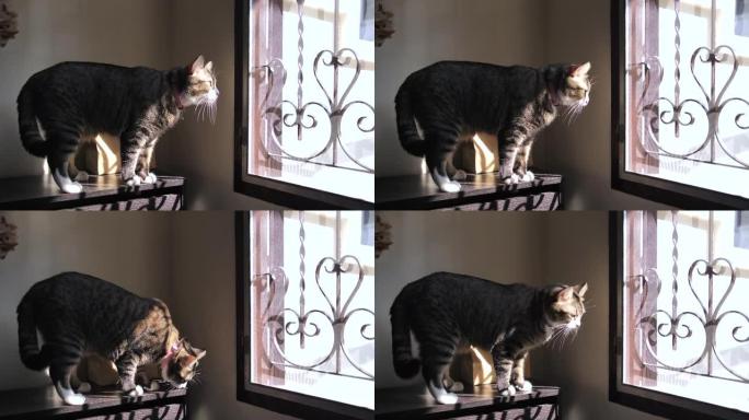 猫坐在窗台上，向窗外望去。