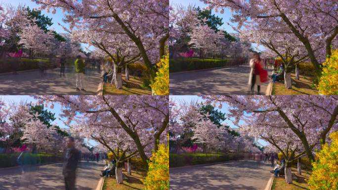 青岛中山公园春天樱花盛开的景色