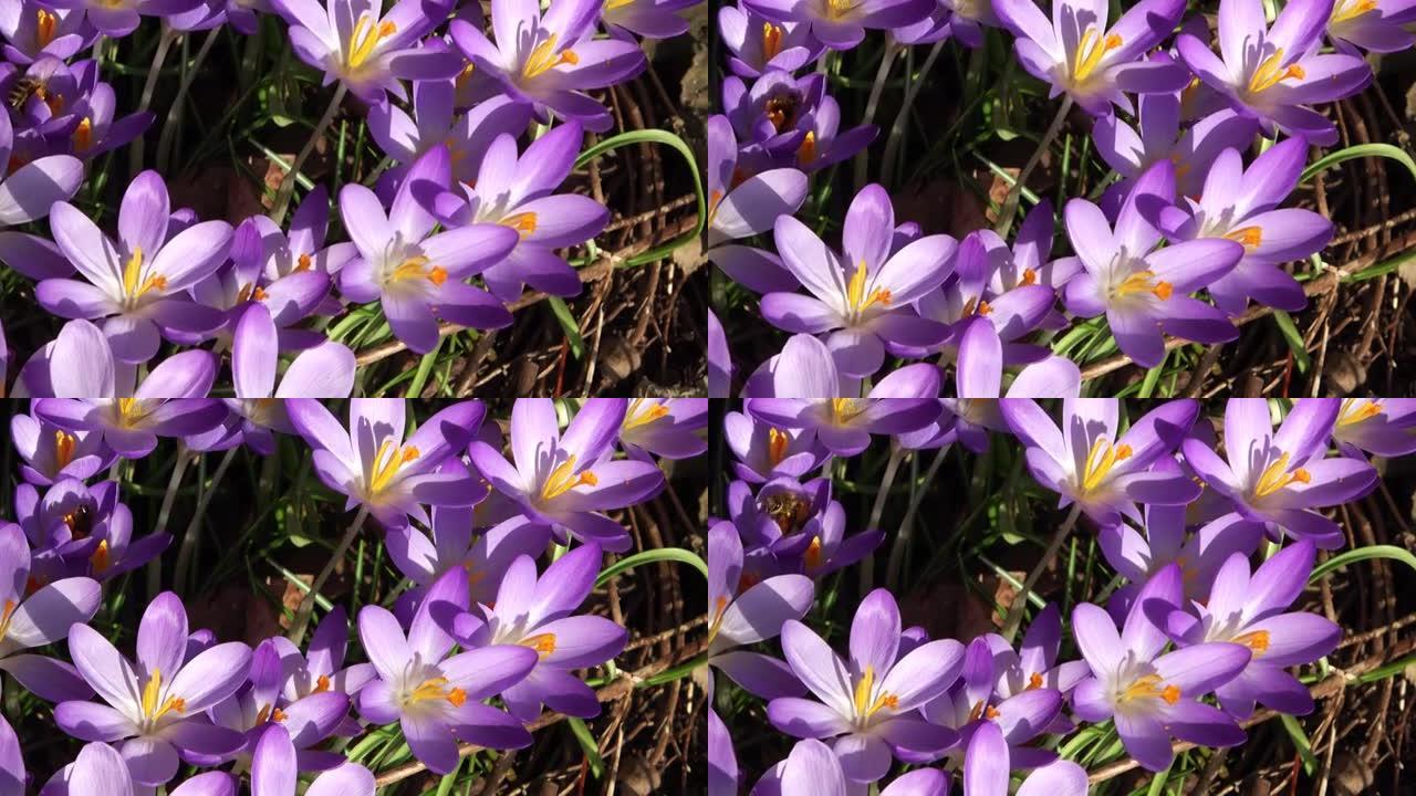 外面生长着紫色番红花的蜜蜂。在神奇绽放的春天的花朵番红花。