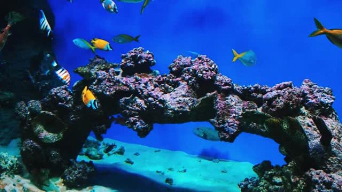 热带五颜六色的鱼在水族馆的珊瑚礁附近水下游泳
