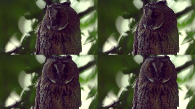 成年长耳猫头鹰 (Asio otus) 坐在树冠深处的密集树枝上入睡的特写视频。自然栖息地背景下鸟类