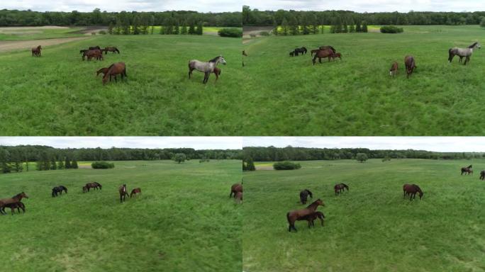 在绿草丛中放牧的纯种马群的鸟瞰图。一群各种美丽的繁殖马。农村场景。