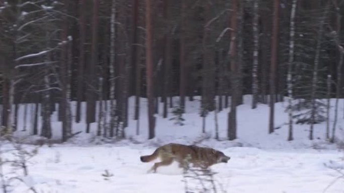 几只狼在冬天的森林里在雪地里奔跑