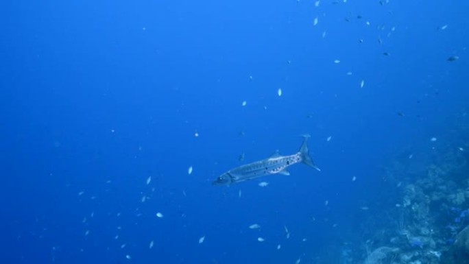 库拉索岛加勒比海珊瑚礁中的梭子鱼海景