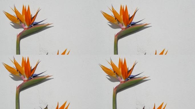 天堂鸟热带鹤花，美国加利福尼亚州。橙色异国情调的花朵，白色墙壁上的阴影，用于家庭园艺的天然时尚室内植