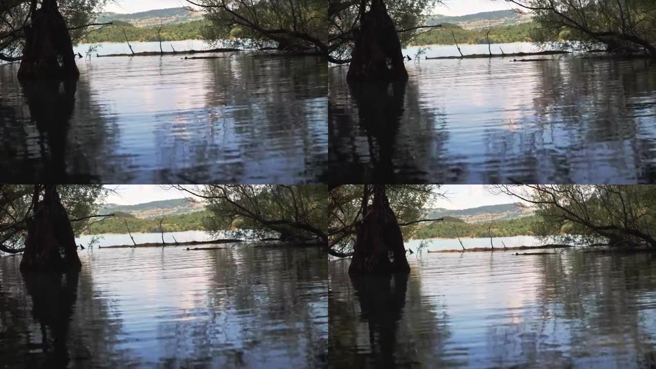 水中的树木，湖上树木之间的间隙