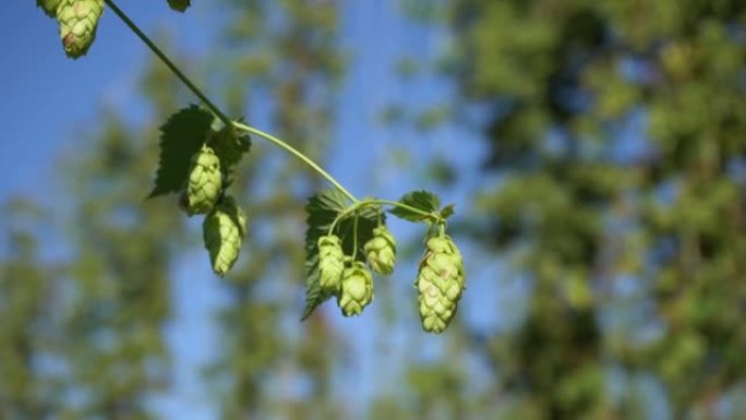 人工林特写模糊背景上的绿色成熟啤酒花球果