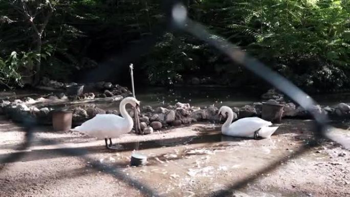 两只美丽的白天鹅从动物园的湖里喝水。