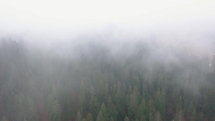 雾中山区森林的风景鸟瞰图