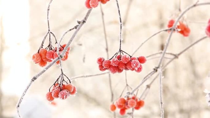 冬天的雪下冻住了荚蒾。雪中的荚蒾。红色的浆果。美妙的冬天。