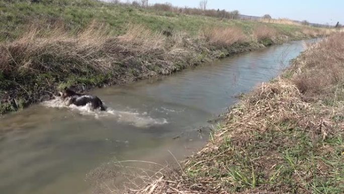 德国牧羊犬跳过小溪，他的皮毛会湿