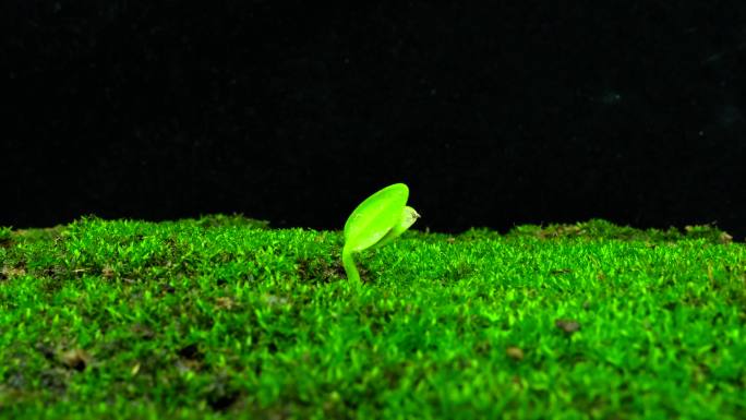 发芽 植物发芽 生长 小草破土而出