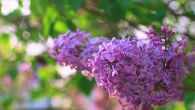 阳光照耀紫丁香小花花朵簇拥温暖治愈实拍