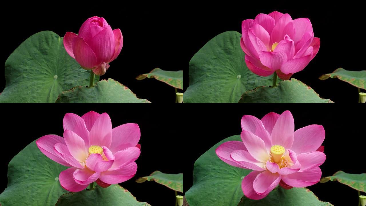 从芽到盛开的粉红色莲花的4k延时镜头，绿色的叶子被隔离在黑色背景上，特写b卷镜头。