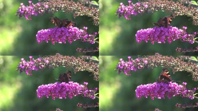 欧洲孔雀蝴蝶在佛陀灌木丛上开花