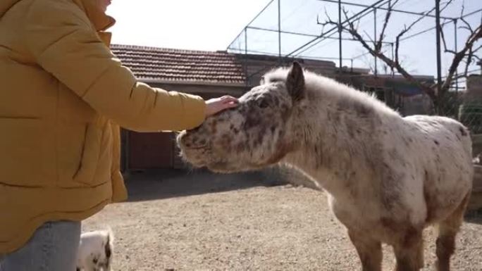 兴奋的女人，参观动物救援中心，并在用胡萝卜喂小马的同时帮助他们