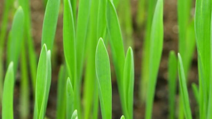 生长黑麦田，谷类作物，延时，新鲜绿色小麦植物，自然春季季节，园艺农业食品