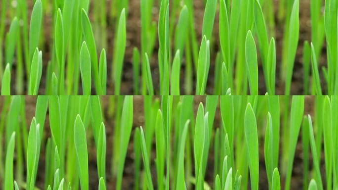 生长黑麦田，谷类作物，延时，新鲜绿色小麦植物，自然春季季节，园艺农业食品