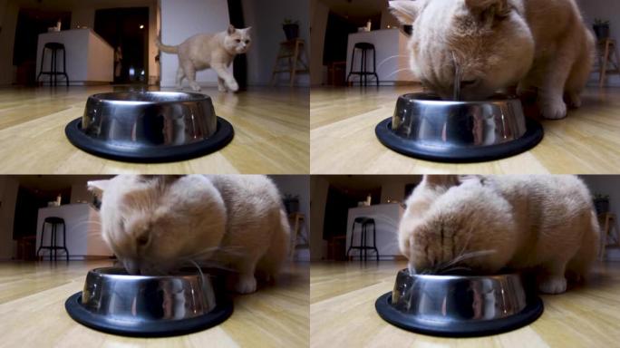 喂养猫的超广角视图