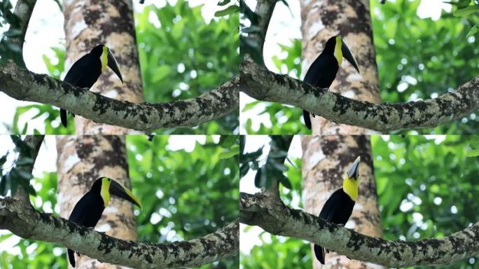 哥斯达黎加的黄喉 (黑状) 巨嘴鸟