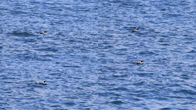 湖上尼亚加拉的水鸭鸭