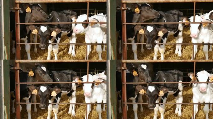 在农场喝牛奶后小牛。农民谷仓里的年轻黑白荷斯坦奶牛。十二生肖，象征年份概念。
