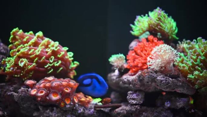 拥有美丽珊瑚的全景海洋水族馆