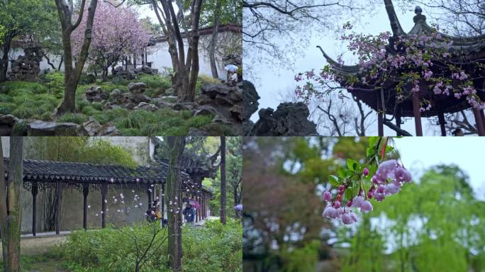 4k-留园雨中海棠