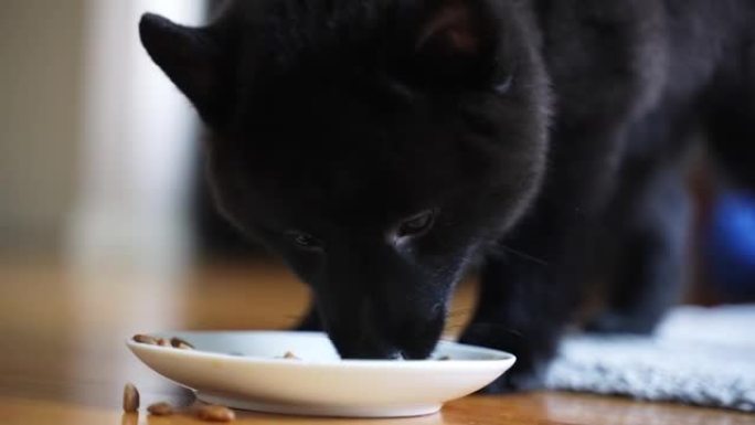 年轻的Schipperke小狗吃他的食物。