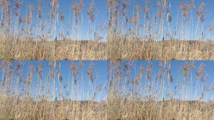 潘帕斯草和芦苇在蓝天下的轻松场景4k镜头