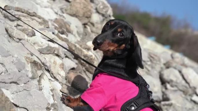穿着粉色t恤和背心的勇敢的小腊肠狗登山者在阳光明媚的夏日特写镜头上爬上高陡的岩石悬崖
