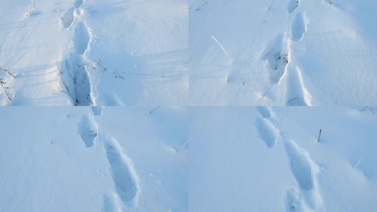 雪地里的脚印。雪中的人类脚印。