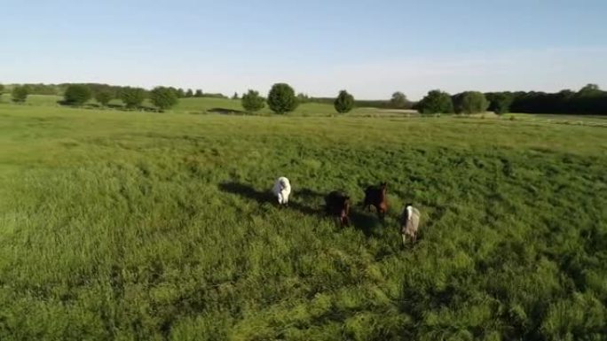 飞驰在绿色草原上的马群的空中电影视图。一群各种美丽的繁殖马。纯种马自由奔跑。