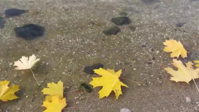 黄橙枫叶和橡树叶躺在水中。秋天的落叶顺流而下