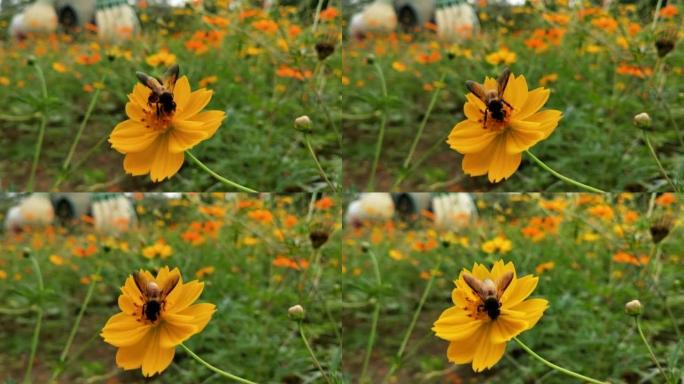蜜蜂采集蜂蜜和花蜜。大黄蜂爬到黄花旁，在公园里摇着身子。蜜蜂收集花蜜或蜂蜜在黄色蒲公英股票视频，小勤