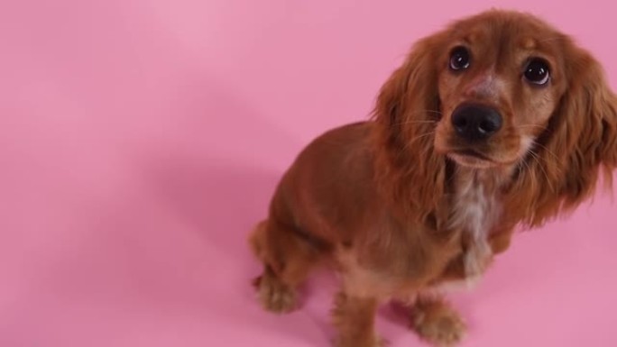 粉红色背景下工作室里可爱的英国可卡犬的俯视图。宠物抬起头坐着，看着相机。狗的枪口特写。慢动作
