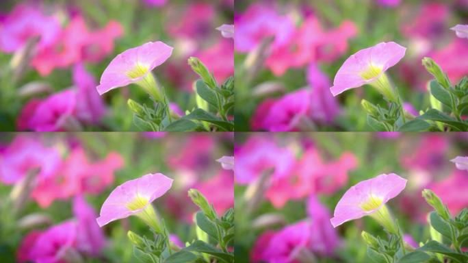 视频矮牵牛花和粉红色的花瓣随着风的吹动，