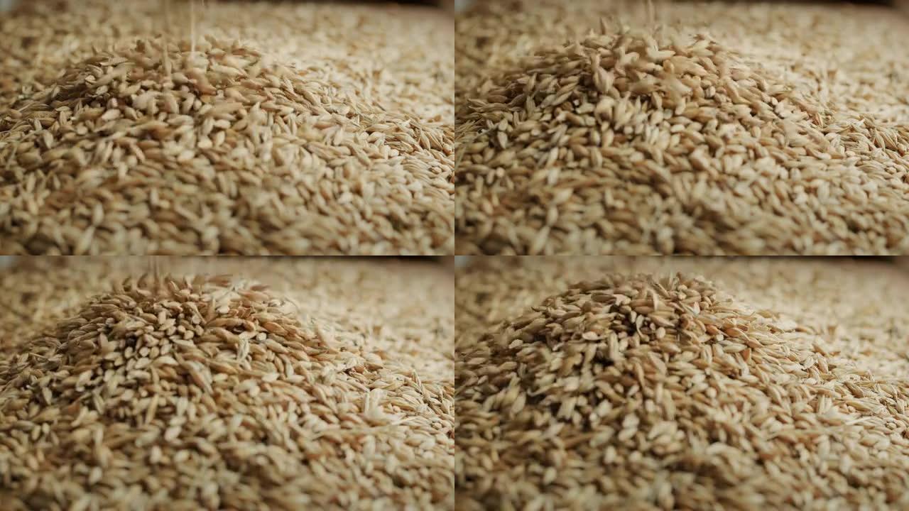 大麦被倒入一堆。生产啤酒和威士忌的原料。慢动作视频