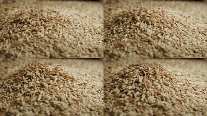 大麦被倒入一堆。生产啤酒和威士忌的原料。慢动作视频